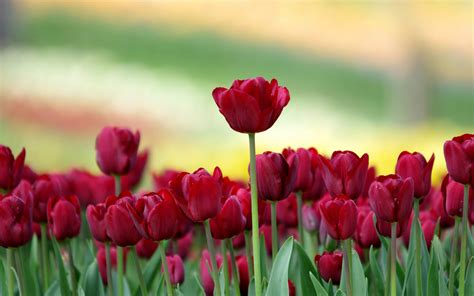 Hình ảnh hoa Tulip đẹp