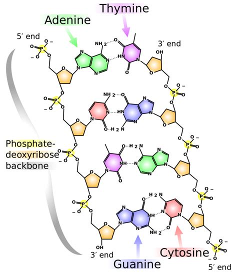 Nucleic Acid Structure [under construction] Diagram | Quizlet