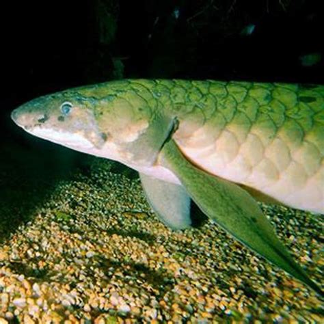 How many species of lungfish are there? - DIY Seattle