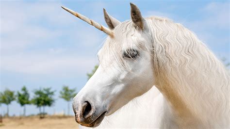 Scientists finally found a real life unicorn fossil (well, sort of)