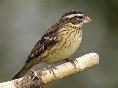 Rose-breasted Grosbeak - NestWatch