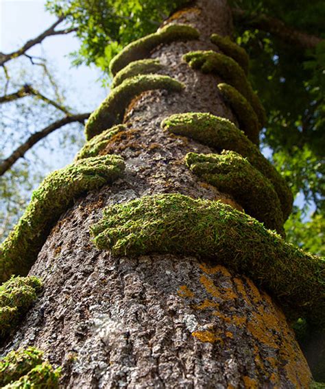 monsieur plant grows a love of nature in france with installation TREE HUG