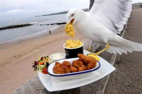 Aberdeen photographer captures bizarre moment cheeky seagull photobombs ...