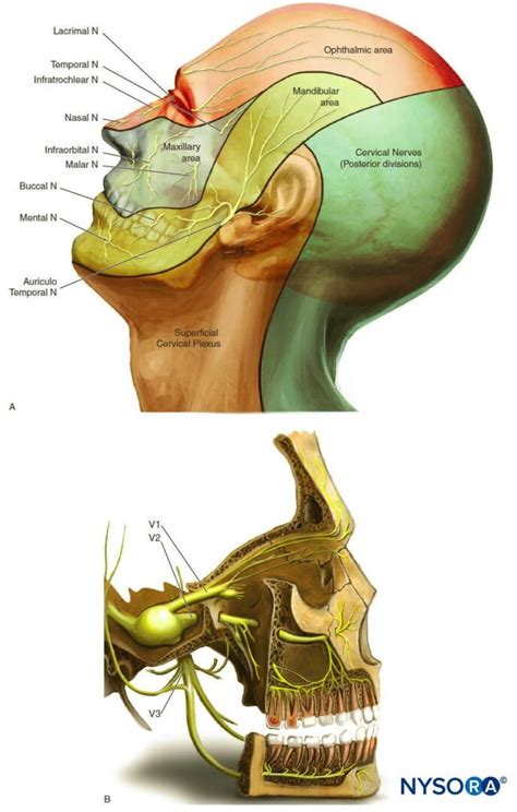 Nerve Dermatomes Face