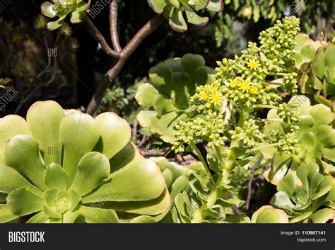 Aeonium Canariense Image & Photo (Free Trial) | Bigstock