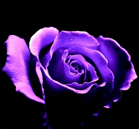 Purple Roses Wallpapers - Wallpaper Cave