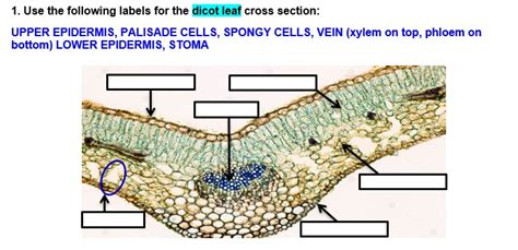 SOLVED: 1. Use the following labels for the dicot leaf cross section ...