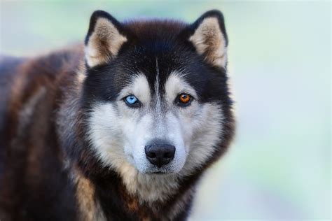 Huskies 'Mad' Over Not Being Allowed on Bed Has Internet in Stitches ...