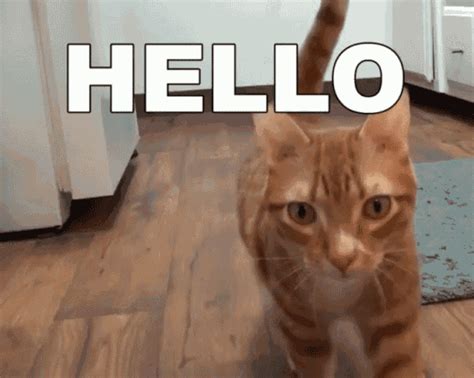 Cole And Marmalade Cat GIF - ColeAndMarmalade Cat Hello - Discover ...