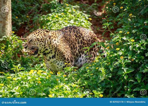 Jaguar is roaring. stock photo. Image of leopard, clamber - 82932178