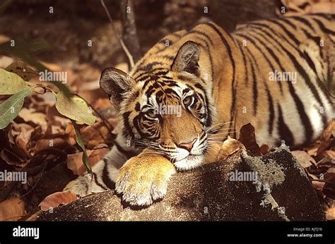 Tiger resting in Bandhavgarh National Park Wildlife Sanctuary Madhya Pradesh India Stock Photo ...