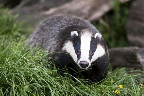 EUROPEAN BADGER: Everything You Need To Know!