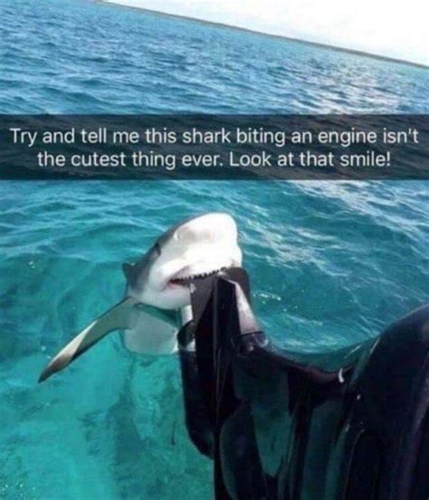 Take A Bite Out Of These Juicy Shark Week Memes (28 pics + 1 gif ...