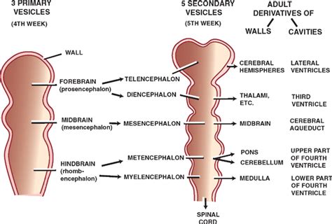 Neuroembryology | Neupsy Key