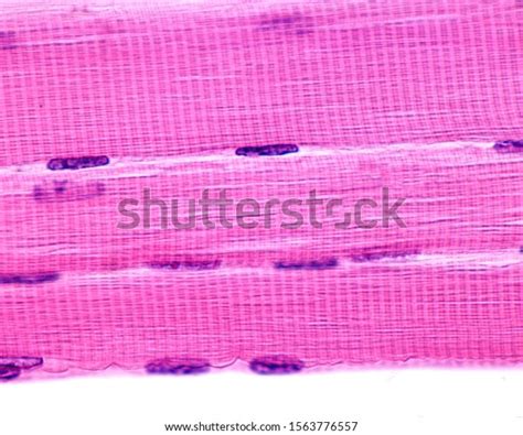 Skeletal Muscle Microscope Royalty-Free Images, Stock Photos & Pictures ...