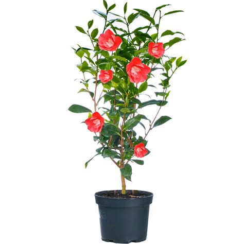 Camellia Shrubs | Premium Quality Vibrant Evergreen Potted Garden ...