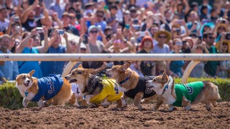 Offbeat Pup Events, From Corgi Races to Comedy, Will Make May Merrier – NBC Los Angeles