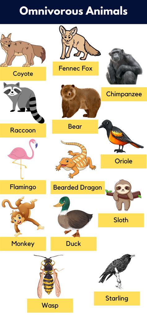 List of Omnivores Animals Name, Pictures & Facts | PDF - GrammarVocab