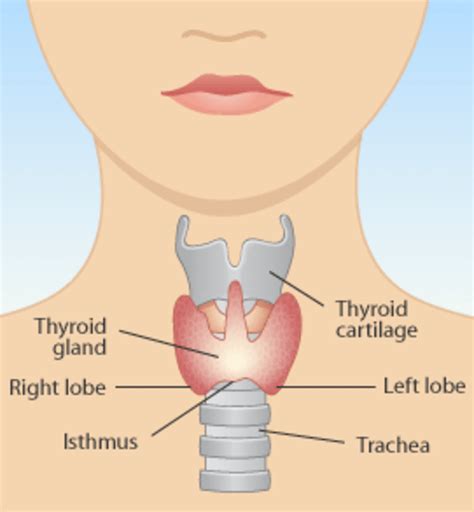 Facts About Thyroid Disorders - Hyperthyroidism & Hypothyroidism - HubPages