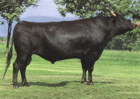 The Outstanding Wagyu of Japan - Lone Mountain Cattle