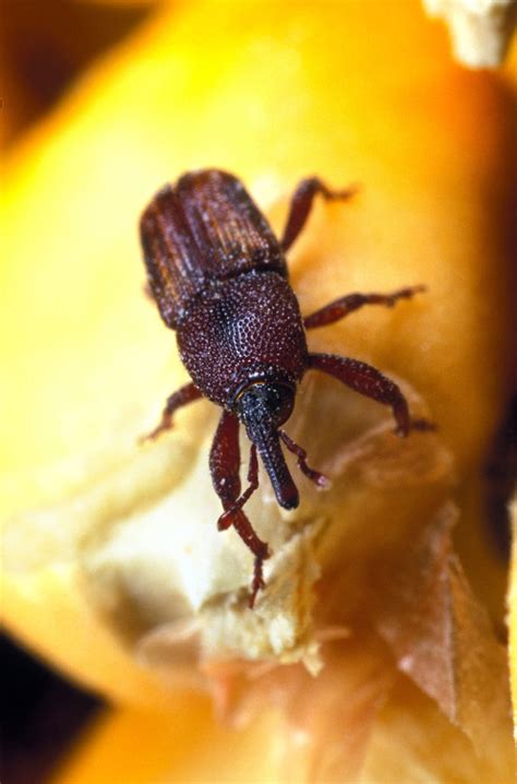 TWiM 168: The lesser of two weevils | This Week in Microbiology