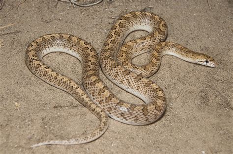 Desert Glossy Snake | Desert Glossy Snake Arizona elegans eb… | Jack Goldfarb | Flickr