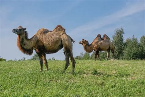 Bactrian Camel | The Animal Facts | Appearance, Diet, Habitat, Behavior