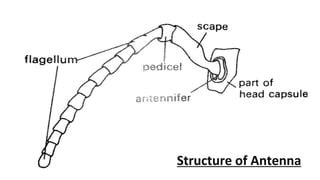 Insect Antennae: Structure, Functions and Their Modifications | PPT