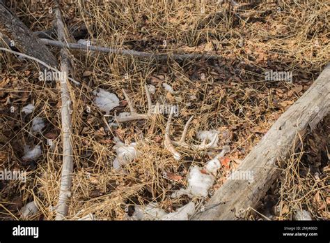 Shed Deer Antlers Stock Photo - Alamy