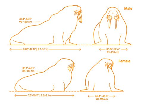 Walrus (Odobenus rosmarus) Dimensions & Drawings | Dimensions.com