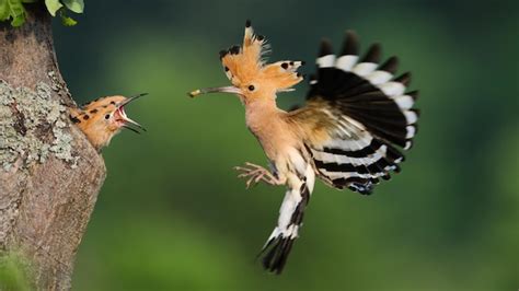 Premium Photo | Eurasian hoopoe feeding chicks in nest in springtime