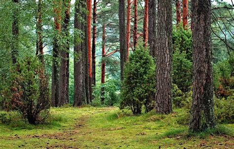 Free picture: tree trunk, wood, environment, nature, forest, grass