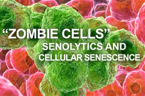 “Zombie” Cells – Senolytics and Cellular Senescence – Dr Craige Golding