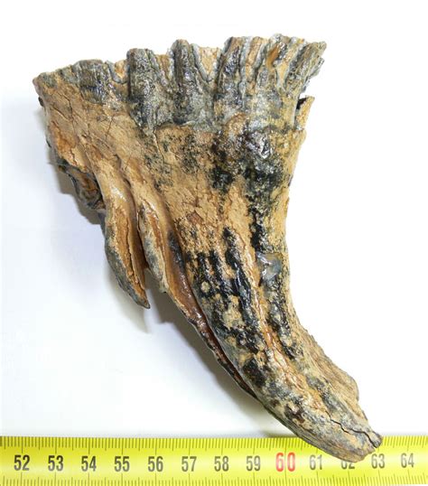 Mammuthus primigenius tooth (465 grams) - Fossilwebhop