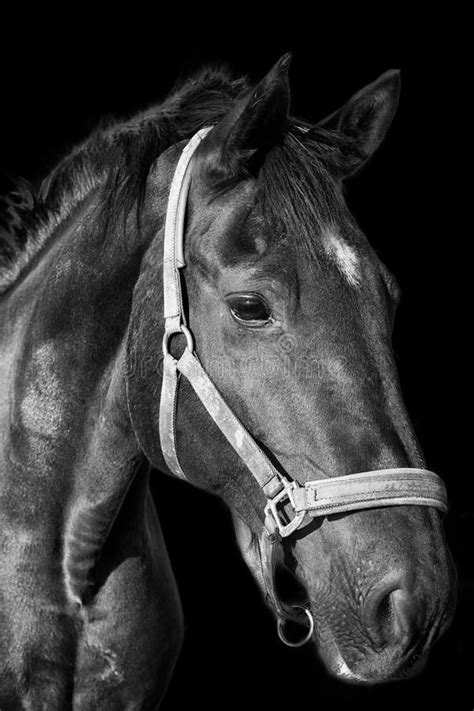 Photo about Black horse portrait on the dark background, black and white … | Animals black and ...