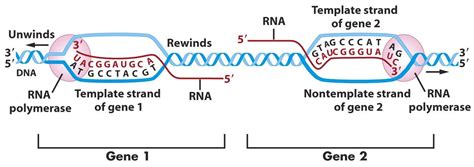 DNA World: The Valuable Antisense