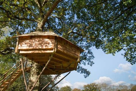 Treehouse tent build around tree trunk with stairs up to your bedroom in the trees Canopy And ...