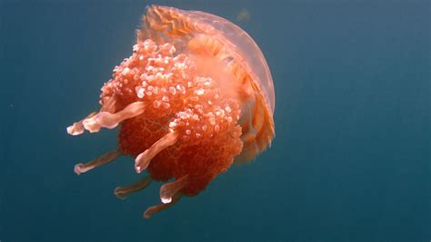 Jellyfish Lake | Photo