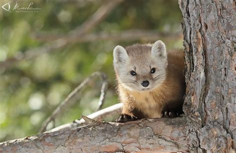 FindNature.com - Photos - Martre d'Amérique, American marten