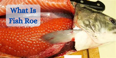 What Is Fish Roe