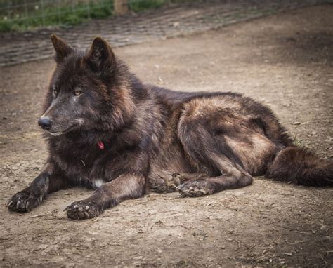 Wolfdog Puppies For Sale | Kansas City, MO #238862