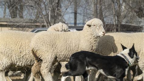 2,200 Sheep march through Caldwell, Idaho – Build.Video