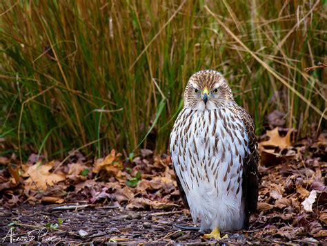 Cooper's Hawk Photograph by Andrea Platt - Fine Art America