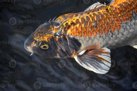 impresionantes peces koi negros, naranjas y blancos 9552681 Foto de ...