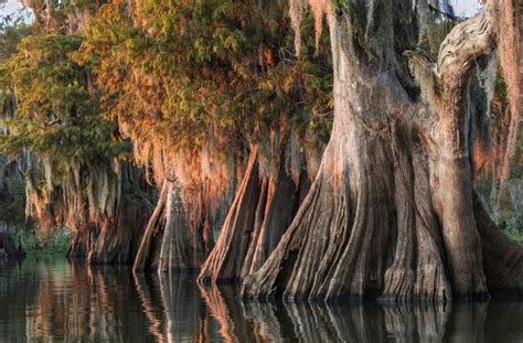 The 11 Best Louisiana Swamp Tours (220301travel.bestlouisianaswamptours) (3 PV)