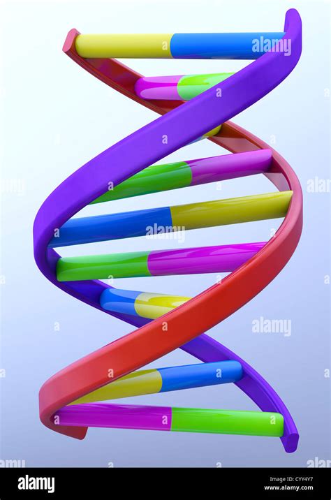 Dna Double Helix Structure