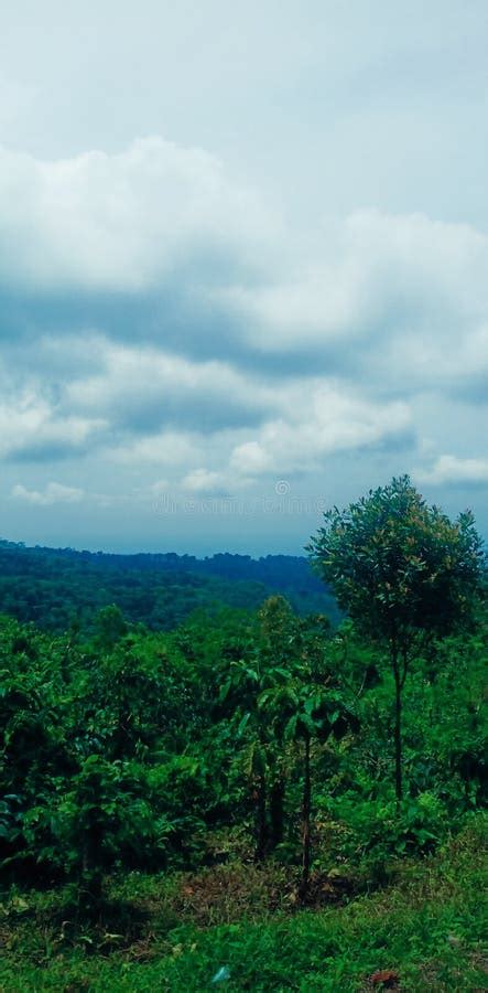 Gunung Gambir Tea Garden, Jember Stock Photo - Image of destination ...