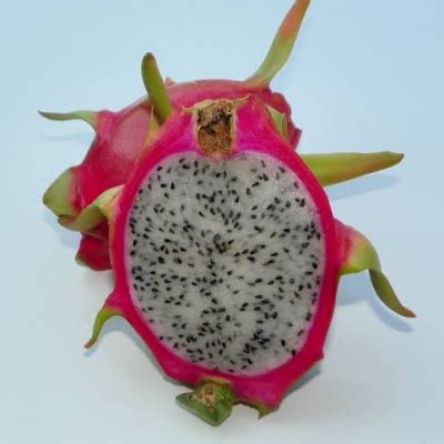 White Dragon Fruit Plant