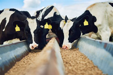 Top 10 Largest Animal Feed Manufacturers in the World 2022, Top Animal Feed Companies