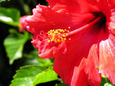 Файл:Red flower open.jpg — Уикипедия